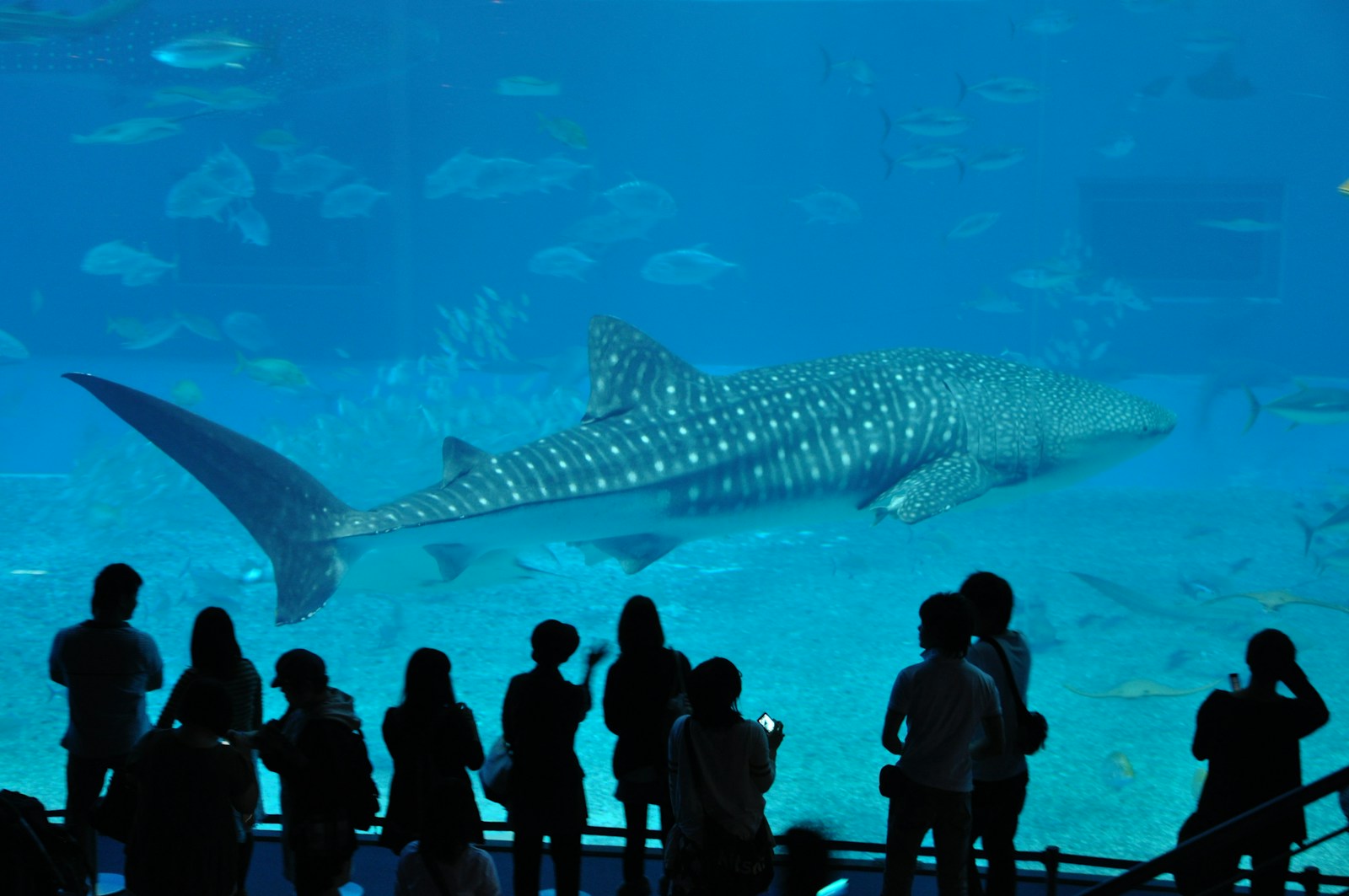 美麗海水族館黑潮之海水槽前的鯨鯊與參觀人群