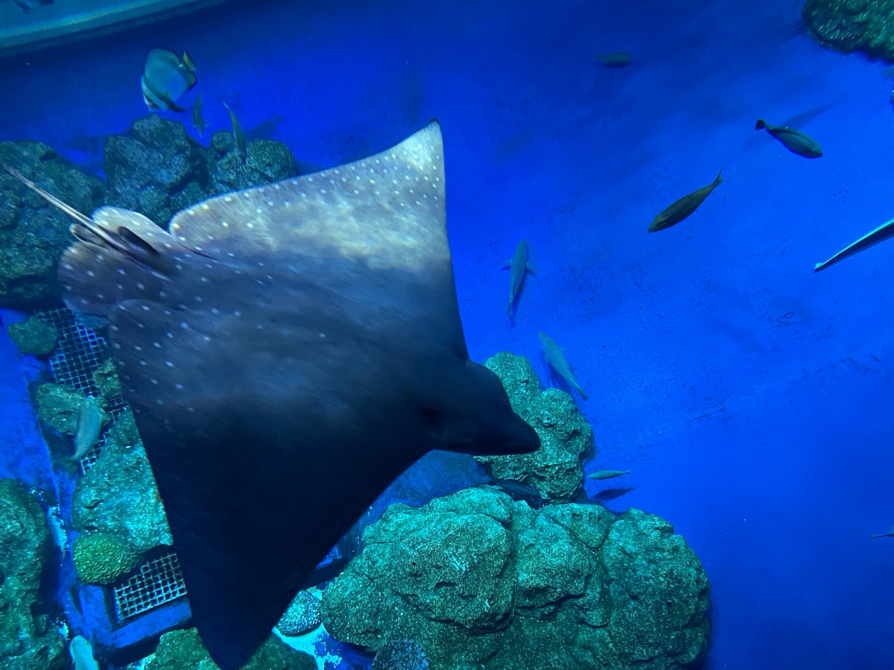 DMM Kariyushi 水族館內的魟魚在藍色水槽中游過